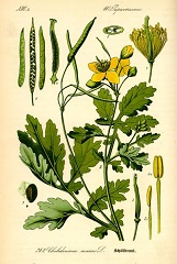 Chélidoine majeure fleur sauvage jaune